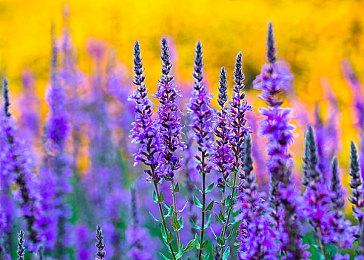 Epic喜加一：《Spelldrifter》免费领取